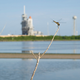 Image for article titled A Brief History of Animals and Rocket Launches Not Getting Along